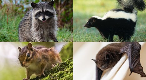 Common wildlife pests: Raccoon, Squirrel, Skunk, and Bat