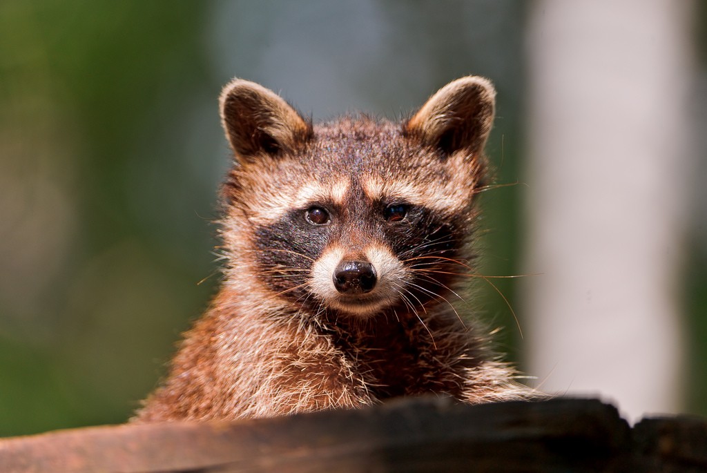 raccoon a common pest in burlington