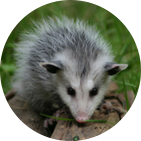 possum