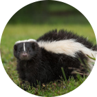 skunk