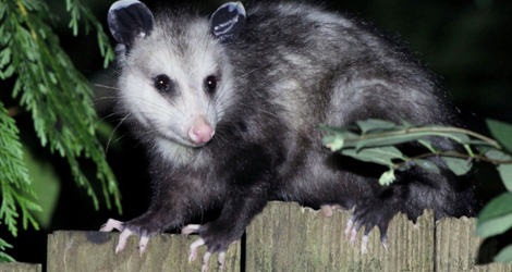 possum