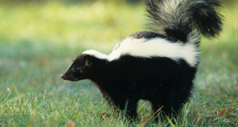 skunk defensive