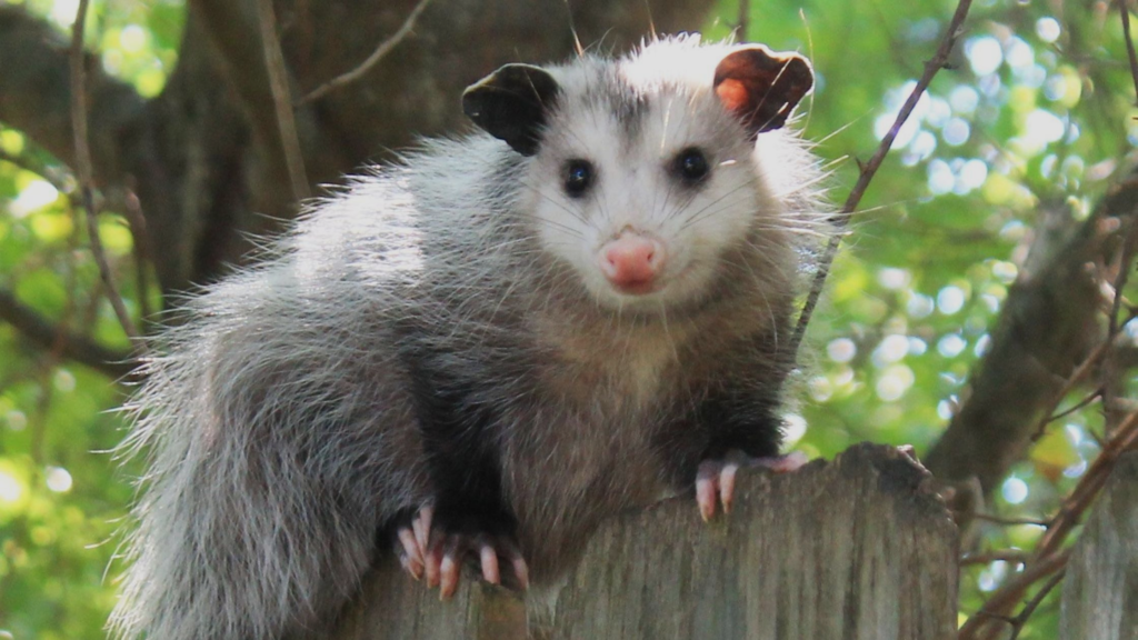 Possum in a tree