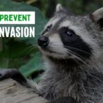 raccoon prevention tips