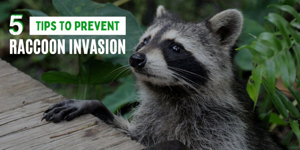 Tips to Prevent Raccoon Invasion in your Home