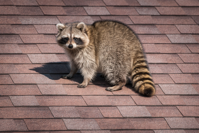 A raccoon on the roof of a house.