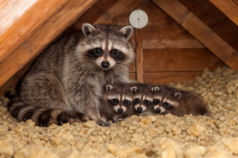 A mother raccoon beside a nest of her babies in an attic.