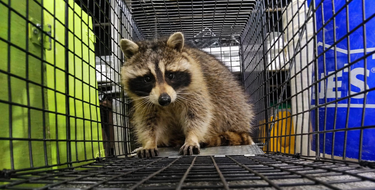 A raccoon in a wildlife trap.
