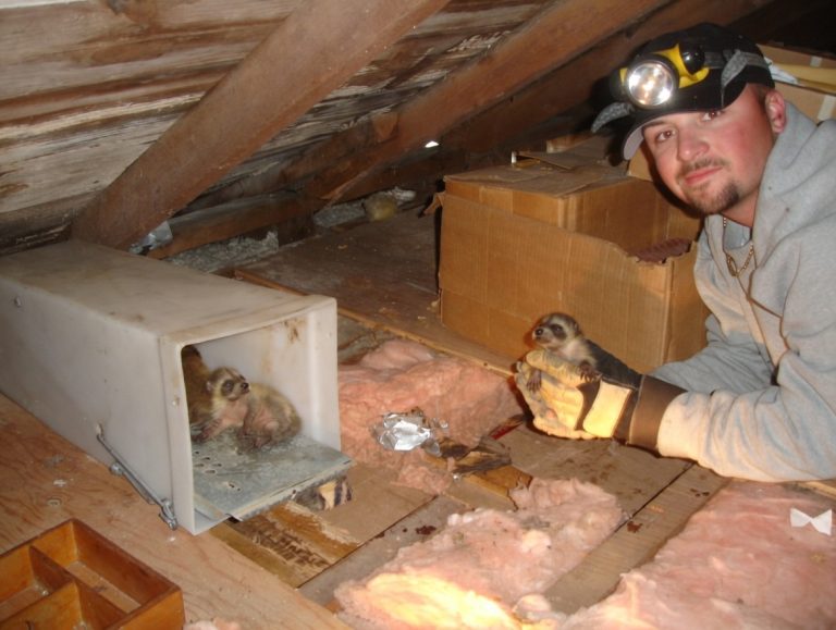 A wildlife technician removes baby raccoons from an attic.
