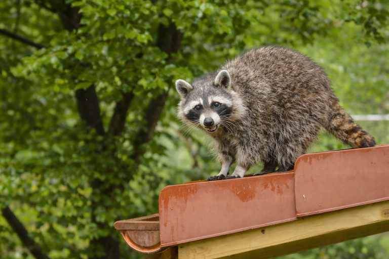 A raccoon on the roof of a house.