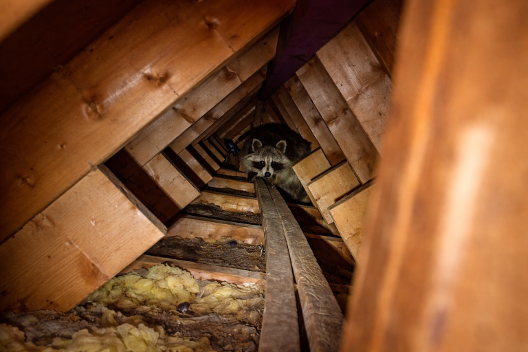 A raccoon standing on the wooden beams in an attic.
