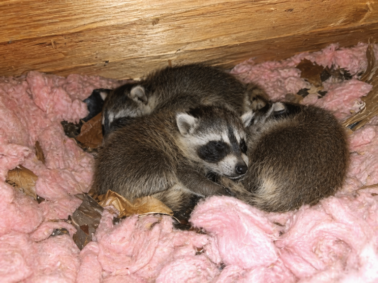 A litter of baby raccoons curled up in a nest made of attic insulation.