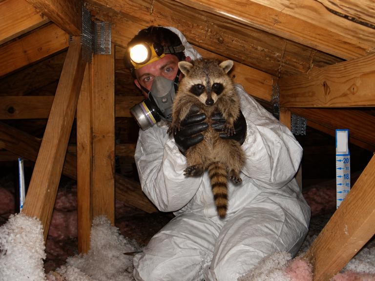 A wildlife technician holds a baby raccoon in an attic.