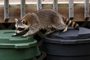 A raccoon walking across outdoor garbage bins.