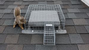 A squirrel investigates a one-way door over the vent on a roof.