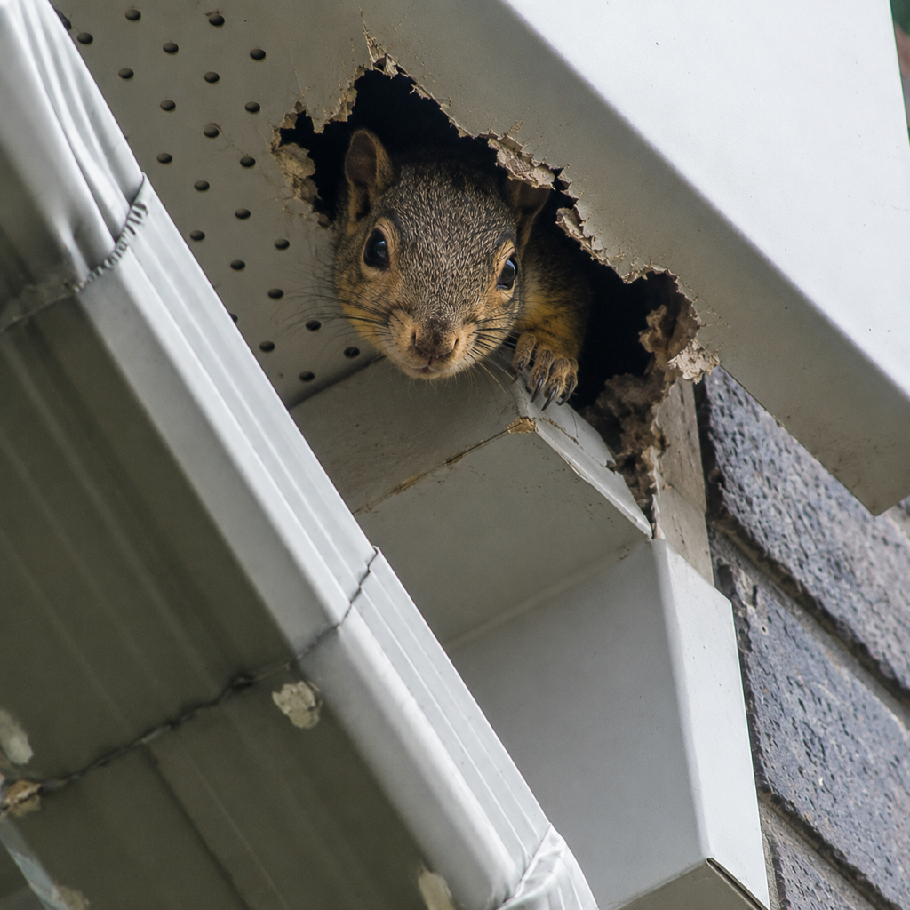 Squirrel Removal in Burlington: Complete Guide