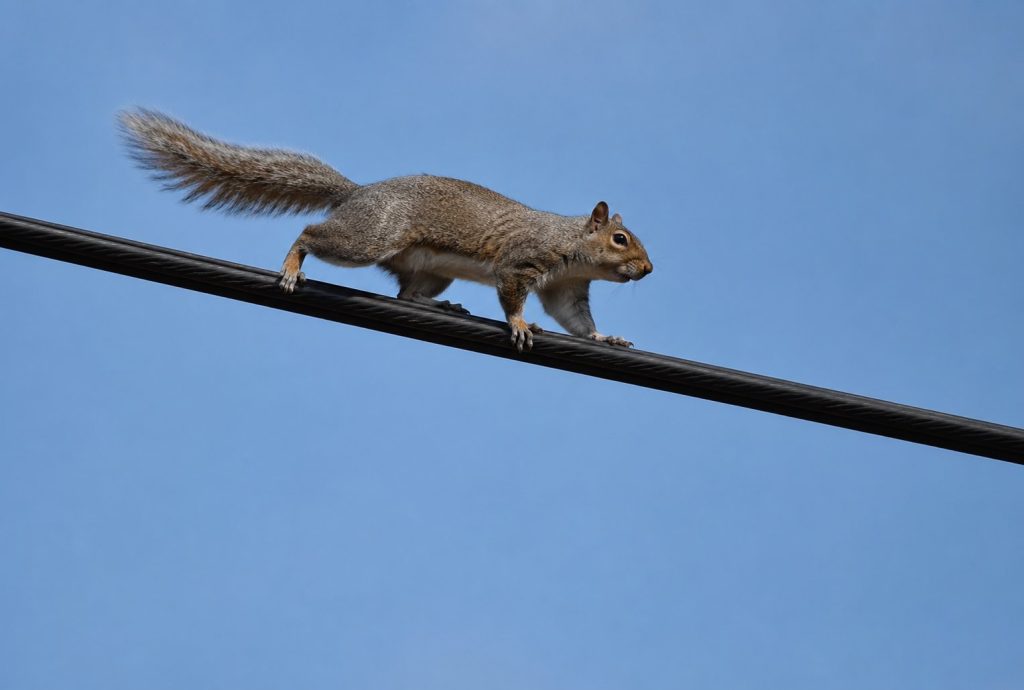 How Squirrels Enter Roofs and Soffits