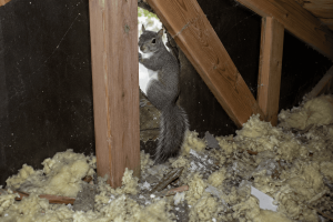 A grey squirrel stands in the opening to an attic.