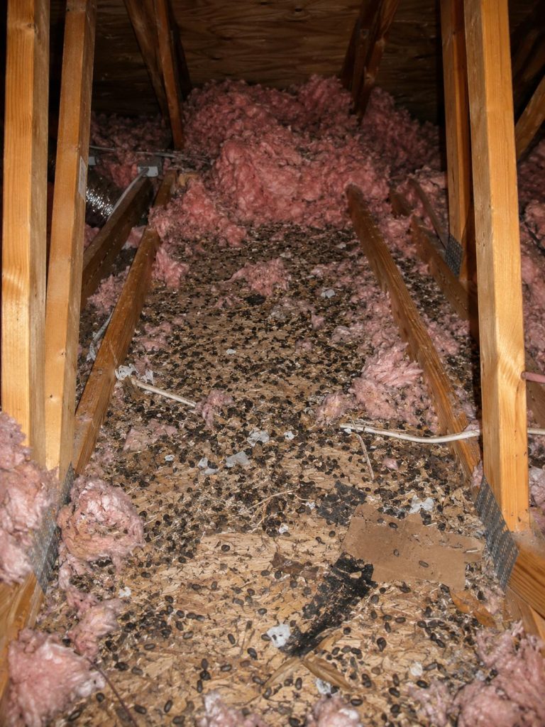 Damaged attic insulation and squirrel debris in an attic.