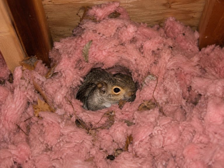 A baby squirrel in an attic.